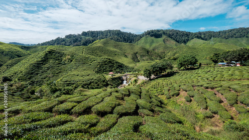 Tea Garden in the Hill © KSWan