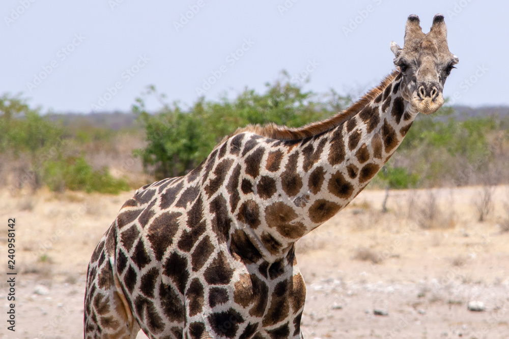 Fototapeta premium 2018-10 Namibia