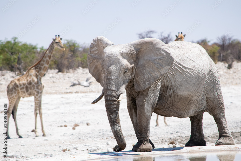 Fototapeta premium 2018-10 Namibia