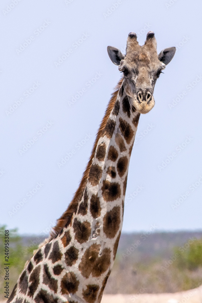 Obraz premium 2018-10 Namibia