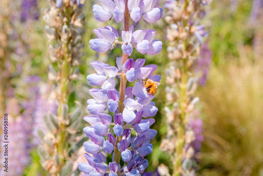 Obraz premium Biene auf Lupine