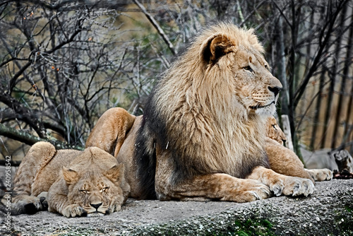 Lion and lion cub. Latin name - Panthera leo
