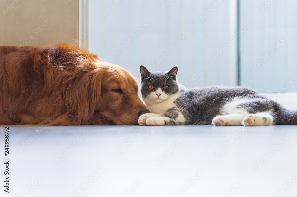 Golden Retriever dog and British short-haired cats Golden Retriever dog and British short-haired cats