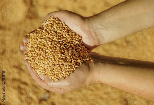 Men's hands holding ripe wheat