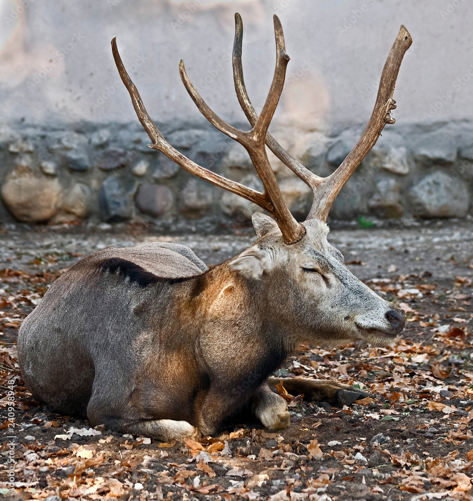 Pere David`s deer. Latin name - Elaphurus davidianus Pere David`s deer. Latin name - Elaphurus davidianus