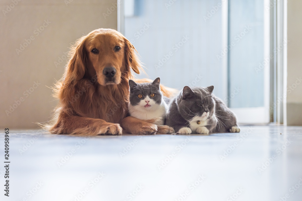 Golden Retriever dog and British short-haired cats