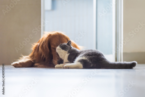 Golden Retriever dog and British short-haired cats © chendongshan