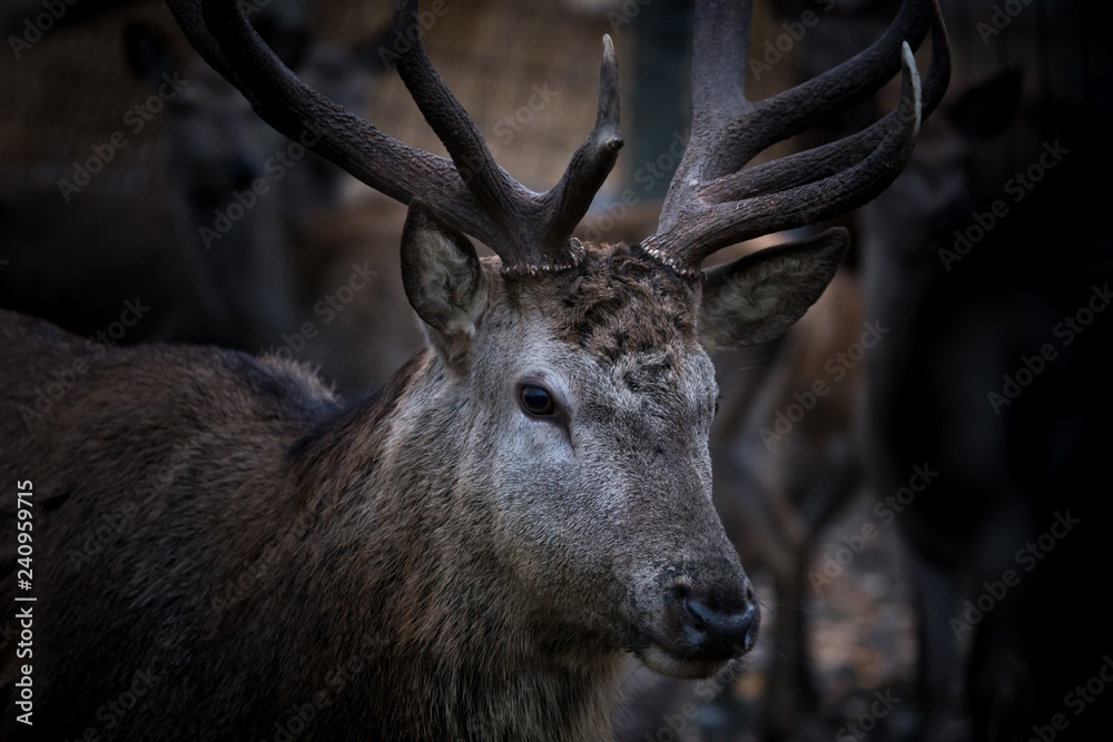 Obraz premium Portrait of a deer