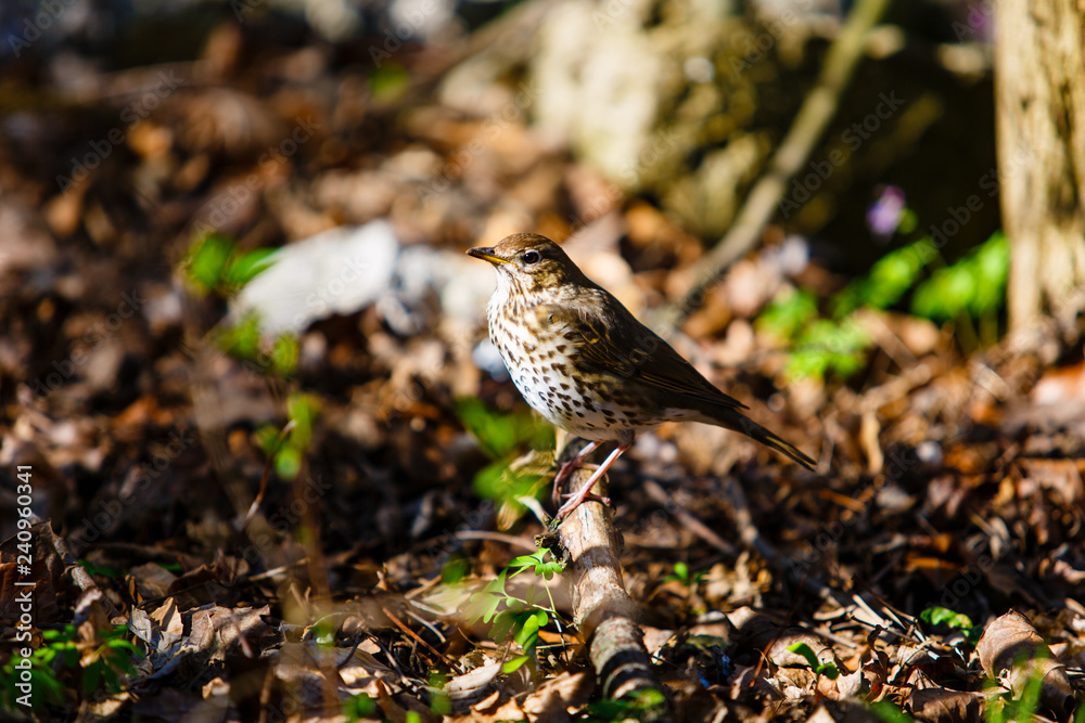 Fototapeta premium Small forest bird sitting on twig macro