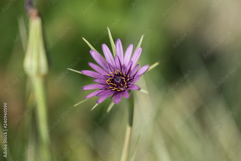 Purple flower with a green, shallow depth of field, blurry background. Purple flower with a green, shallow depth of field, blurry background.