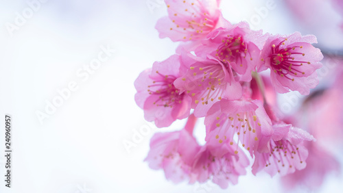 Soft focus Cherry Blossom or Sakura flower on nature background