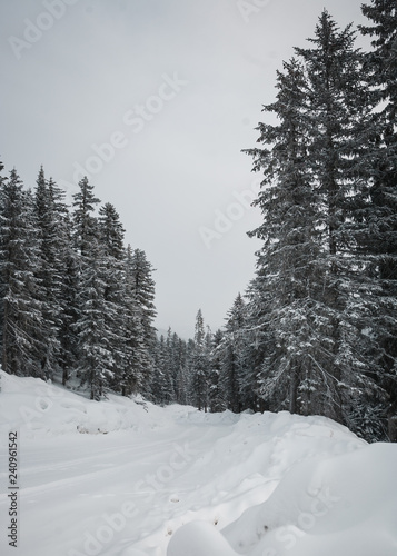 The magical snowy pine forest in the mountains near Lake Amut of the Khabarovsk Territory. Russia. Beautiful winter background © Vladimir