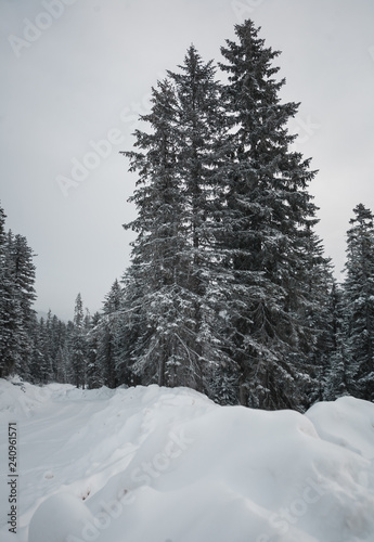 The magical snowy pine forest in the mountains near Lake Amut of the Khabarovsk Territory. Russia. Beautiful winter background