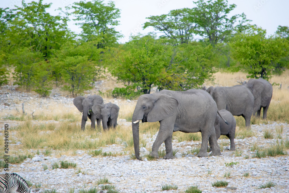 Fototapeta premium 2018-10 Namibia