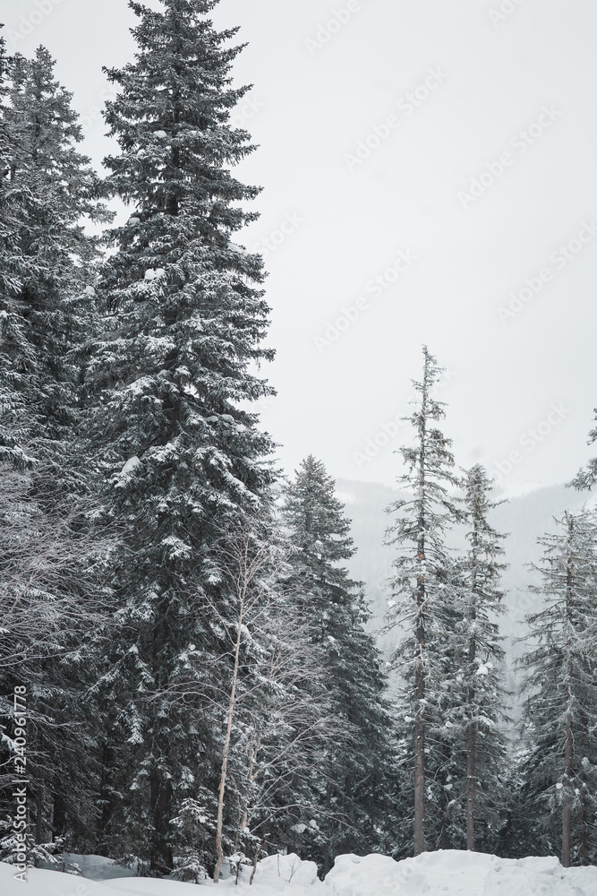 The magical snowy pine forest in the mountains near Lake Amut of the Khabarovsk Territory. Russia. Beautiful winter background