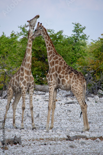 2018-10 Namibia