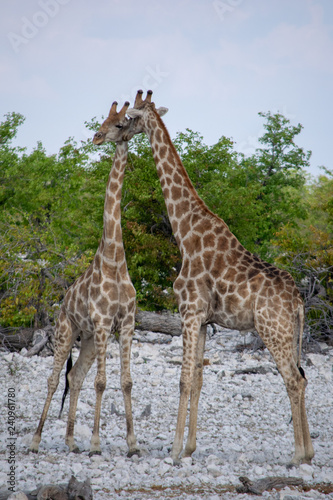 2018-10 Namibia