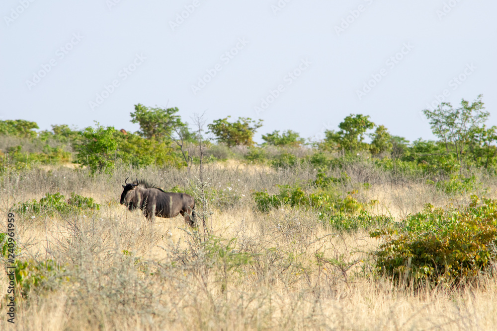 Fototapeta premium 2018-10 Namibia