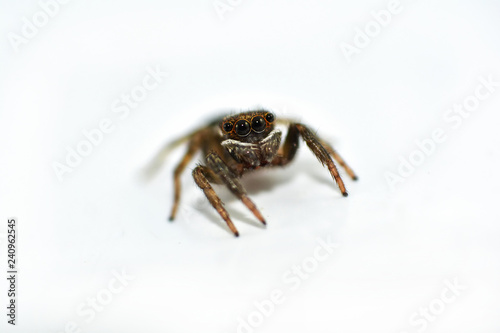 Spider isolated / Close up of jumping spider on white background - Macro insect