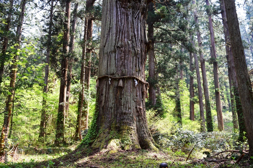 Fototapeta premium 羽黒山五重塔の周辺の景色