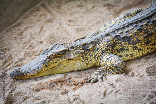 Crocodile lying on Sand / Large freshwater crocodile in farm
