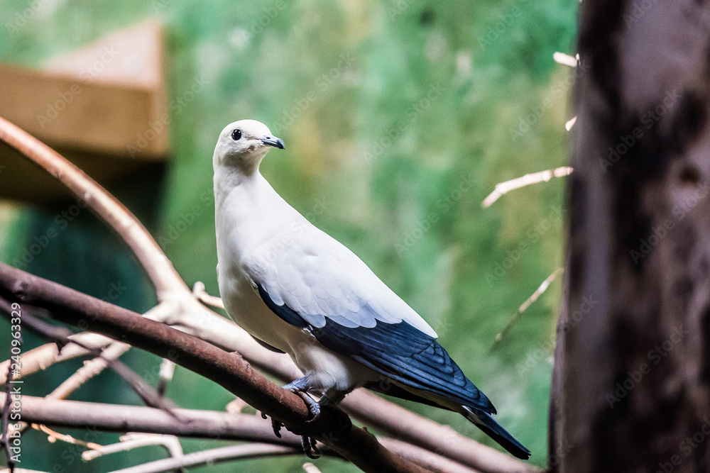 Fototapeta premium Pigeon carcophage blanc