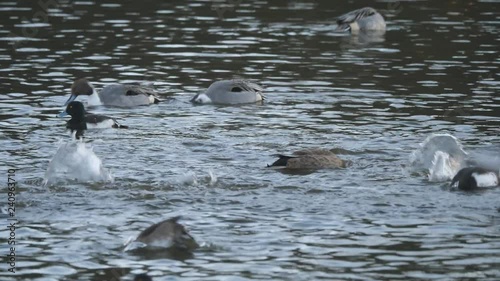 Tokyo,Japan-December 29, 2018: Ducks having breakfast in a pond in the morning