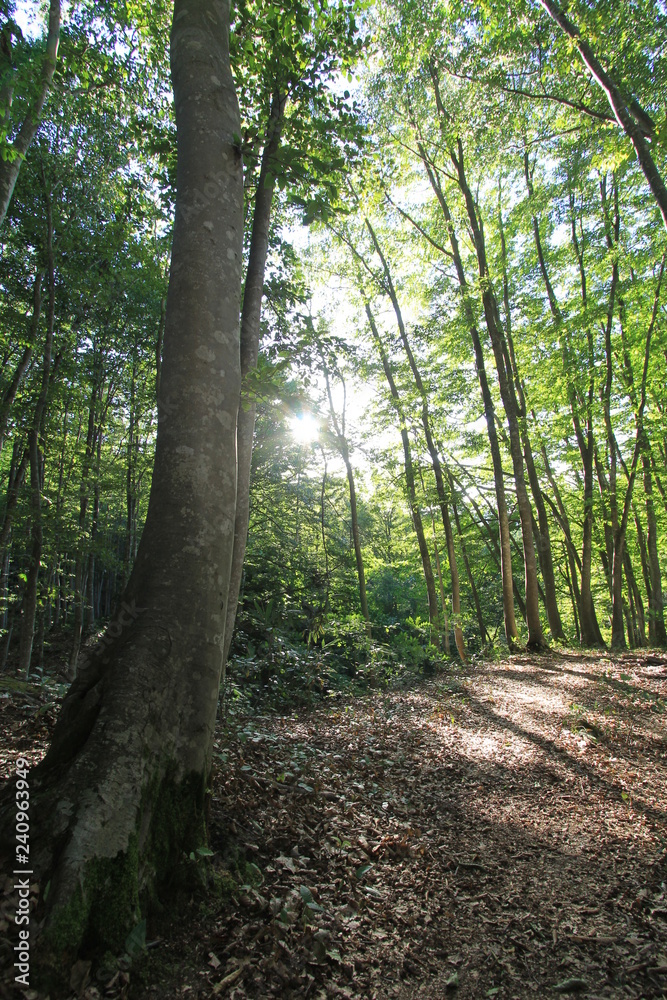 Obraz premium 美人林