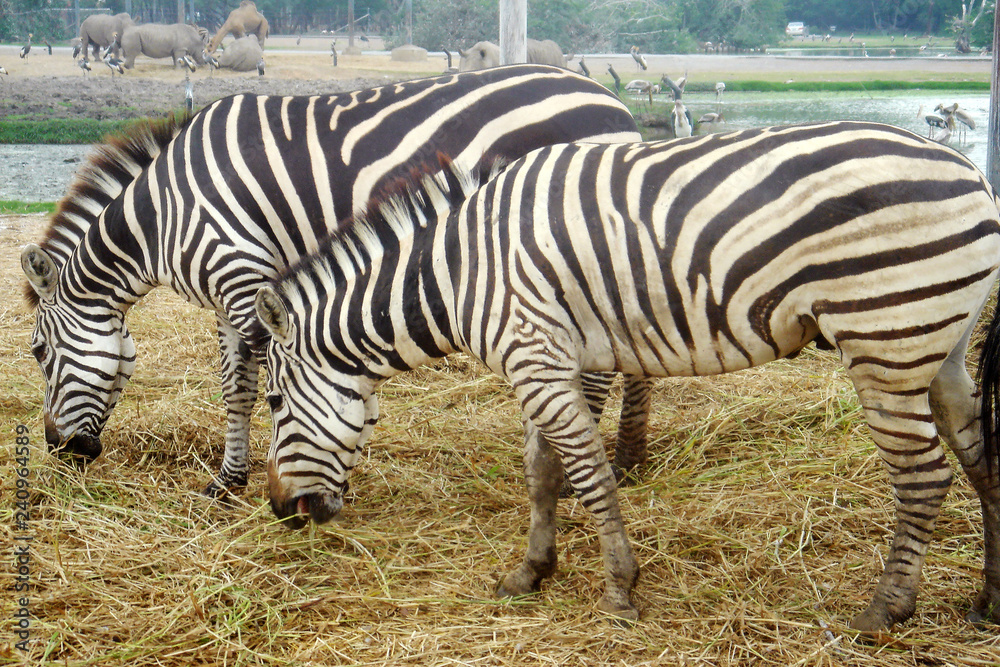 The pair of Zebras (Equus burchell's) eating the haulm, rhinoceroses, camel and big birds on the background. Animals in natural conditions in outdoor Zoo. Thailand. Copy space. The pair of Zebras (Equus burchell's) eating the haulm, rhinoceroses, camel and big birds on the background. Animals in natural conditions in outdoor Zoo. Thailand. Copy space.