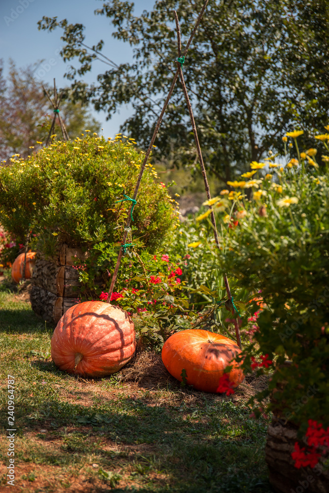 Organic pumpkins laying on the grass in the garden next to the red flowers bush Organic pumpkins laying on the grass in the garden next to the red flowers bush
