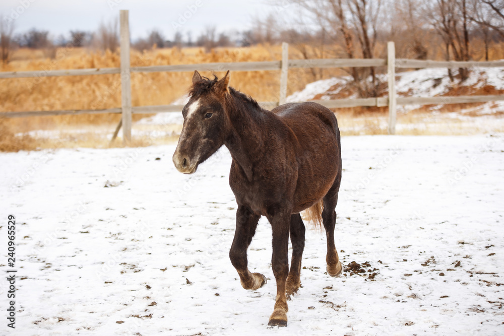 brown horse in the snow in winter brown horse in the snow in winter