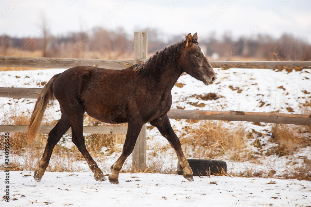 brown horse in the snow in winter brown horse in the snow in winter