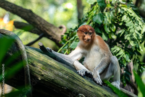 Female proboscis monkey sitting on a tree trunk