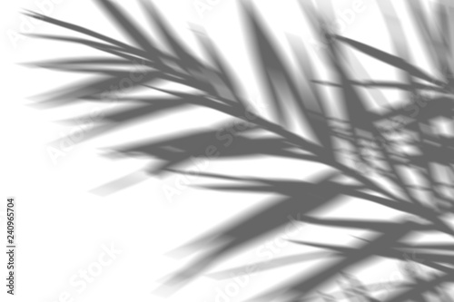 abstract background of shadow exotic palm leaves on a white wall. White and Black for overlay a photo or mockup