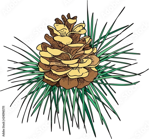 pinecone on pine branch - Vector