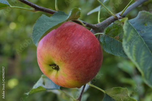 Apfel frisch vom Baum