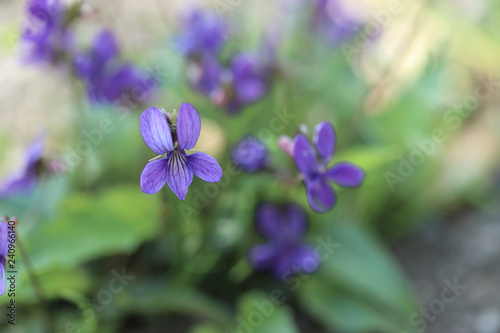 可愛らしい菫の花