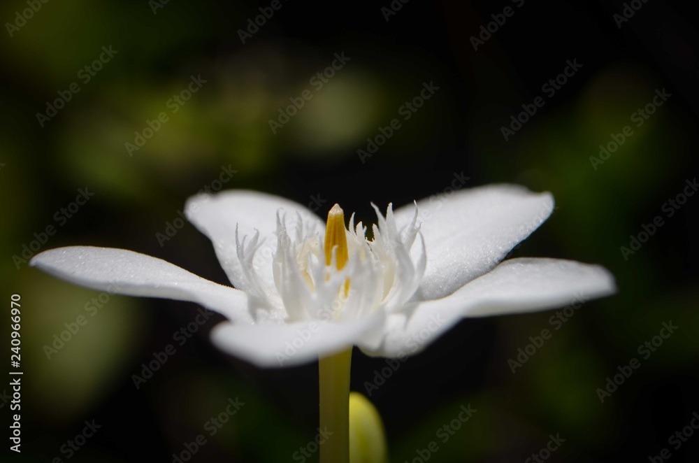 Obraz premium White Flower