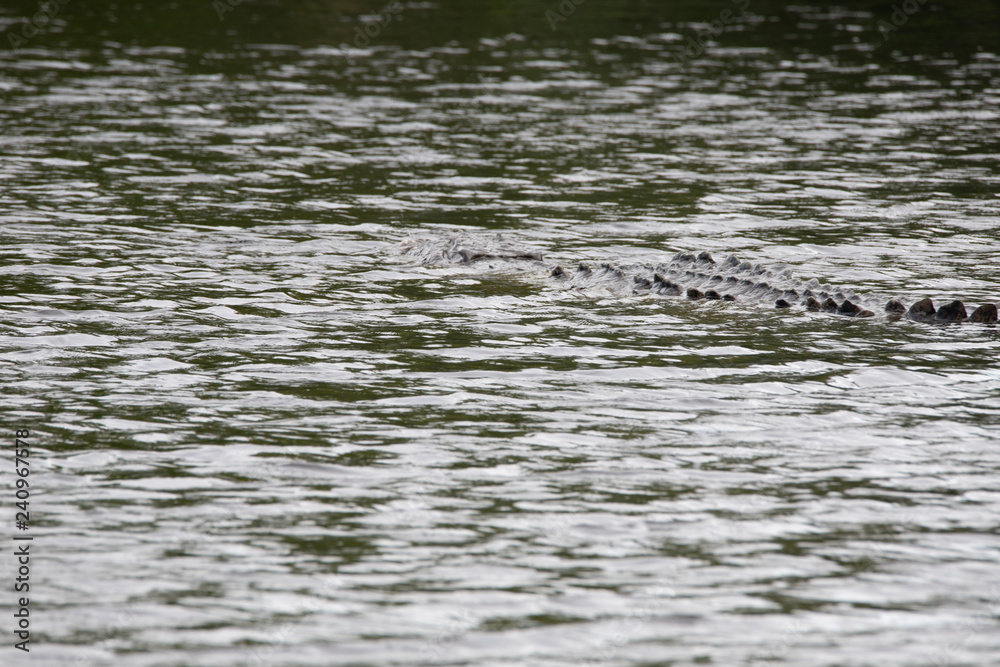 Crocodiles in Everglades National Park in Florida, U.S. Crocodiles in Everglades National Park in Florida, U.S.