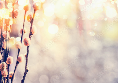 Spring feeling nature background with willow branches and furry catkin in sunlight bokeh , front view with copy space.  Pussy willow srpingtime background