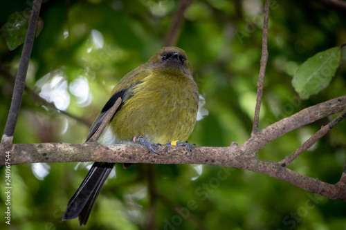 Male Bellbird