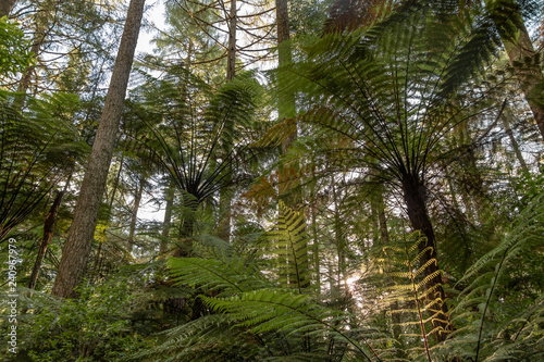 New Zealand ferns growing in Redwood Forest 