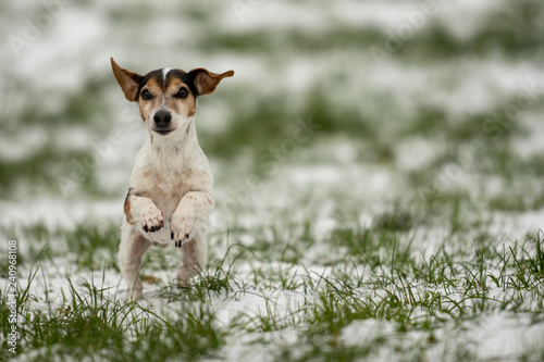 One Jack Russell Terrier dog is running over a snowy winter meadow