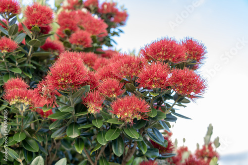 Red Pohutukawa flowers in New Zealand 