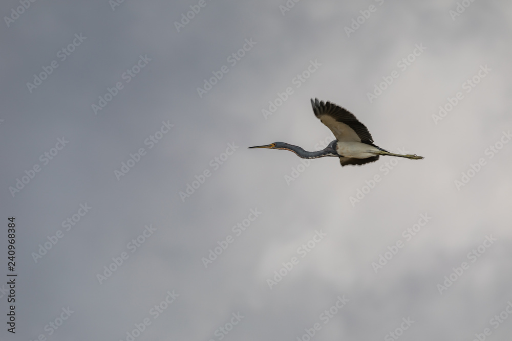Obraz premium Birds in Everglades National Park in Florida, U.S.
