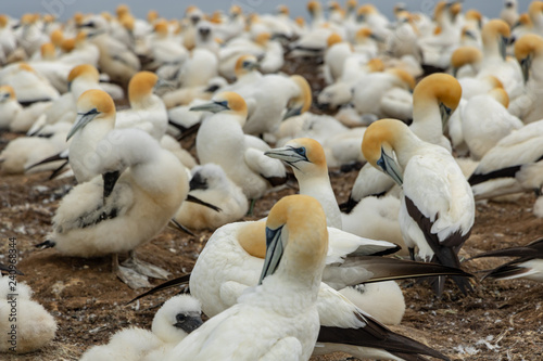 Gannets Preening at Cape Kidnappers