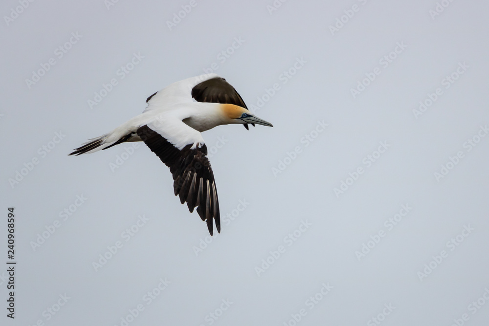 Australasian Gannet in flight Australasian Gannet in flight