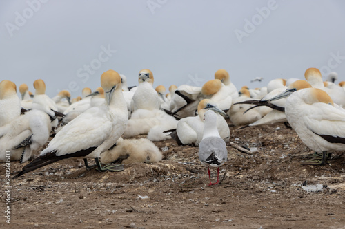 Lone seagull tries to join Gannet colony at Cape Kidnappers photo