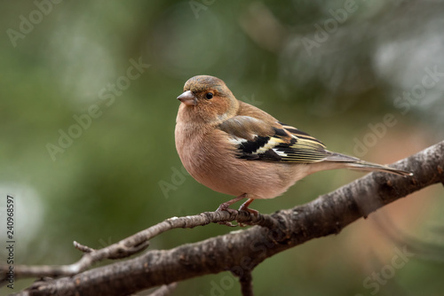 Common Chaffinch (Fringilla coelebs) sitting on a branch in nature.