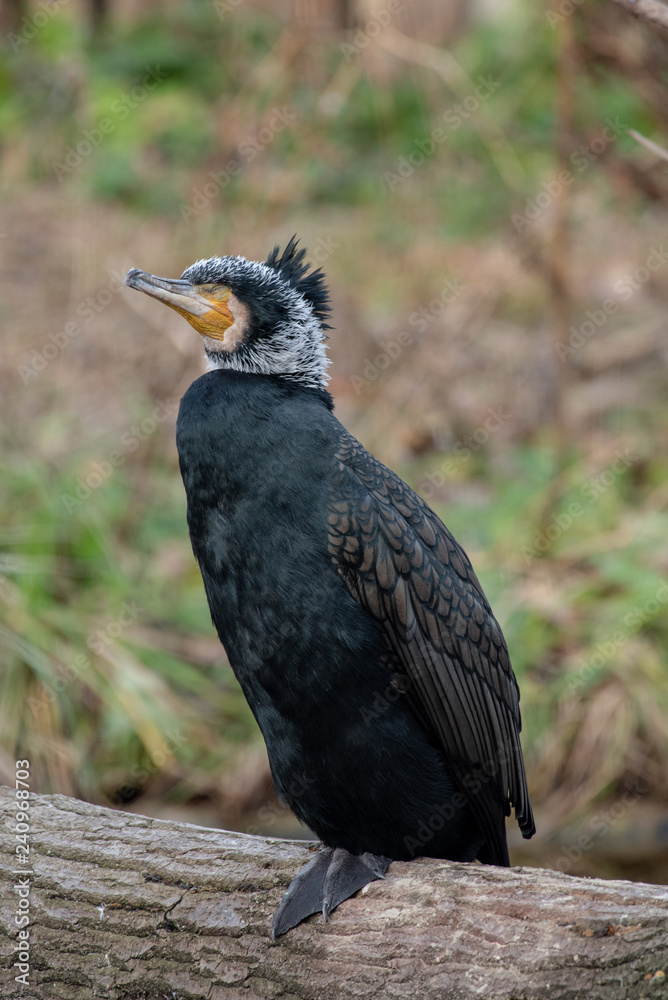 Fototapeta premium Zamknij się Zdjęcie dzikiej przyrody Kormoran (Phalacrocorax carbo)